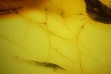 Fossil Spider Web and Flies in Baltic Amber - Rare! #183660-1